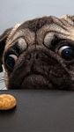 pic for Pug N Cookie 